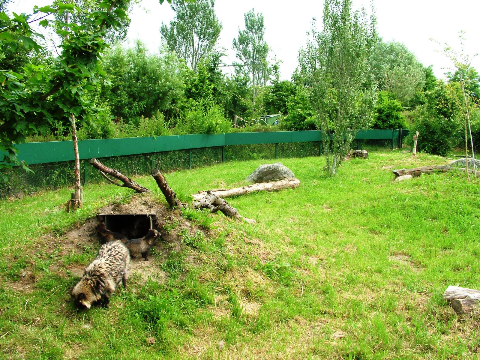 Raccoon Dog Exhibit at Dierenrijk, 31/05/12