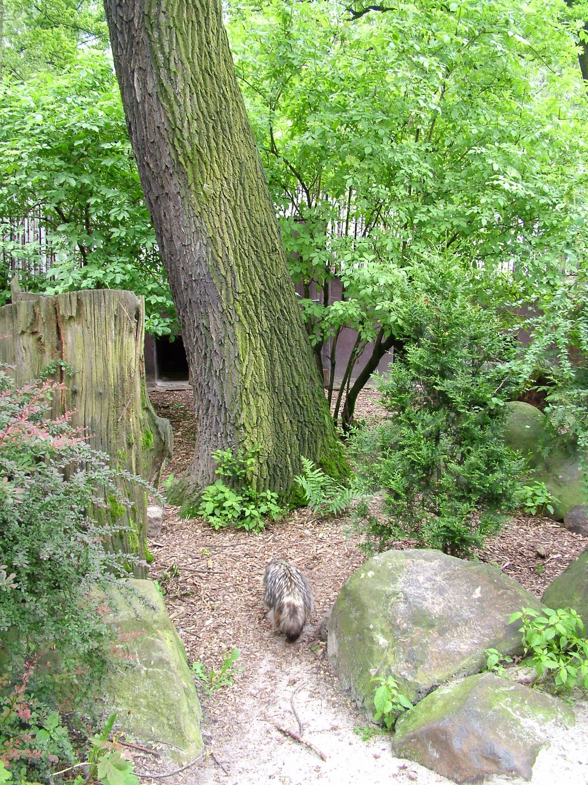 Raccoon Dog exhibit at Ostrava, 29/05/10