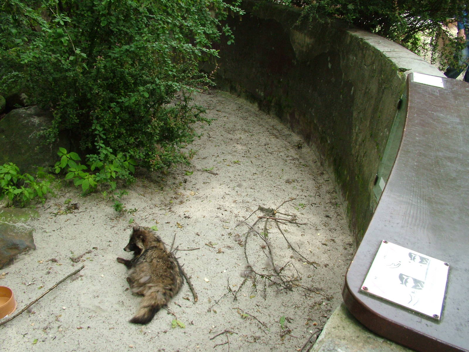Raccoon Dog exhibit at Ostrava, 29/05/10