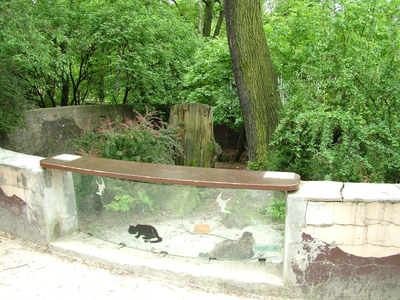 Raccoon Dog exhibit at Ostrava, 29/05/10