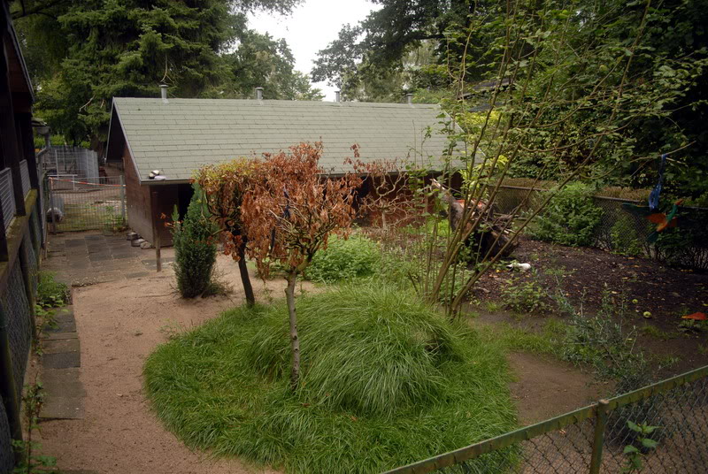Raccoon dog exhibit at solingen
