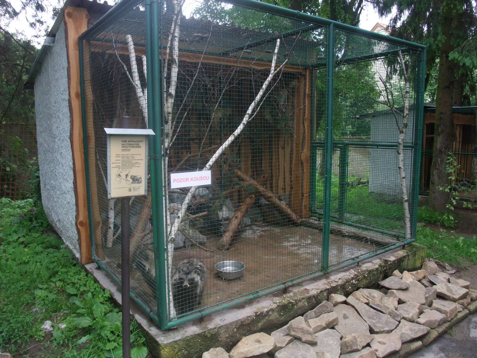 Raccoon Dog exhibit at Vyskov, 30/05/10
