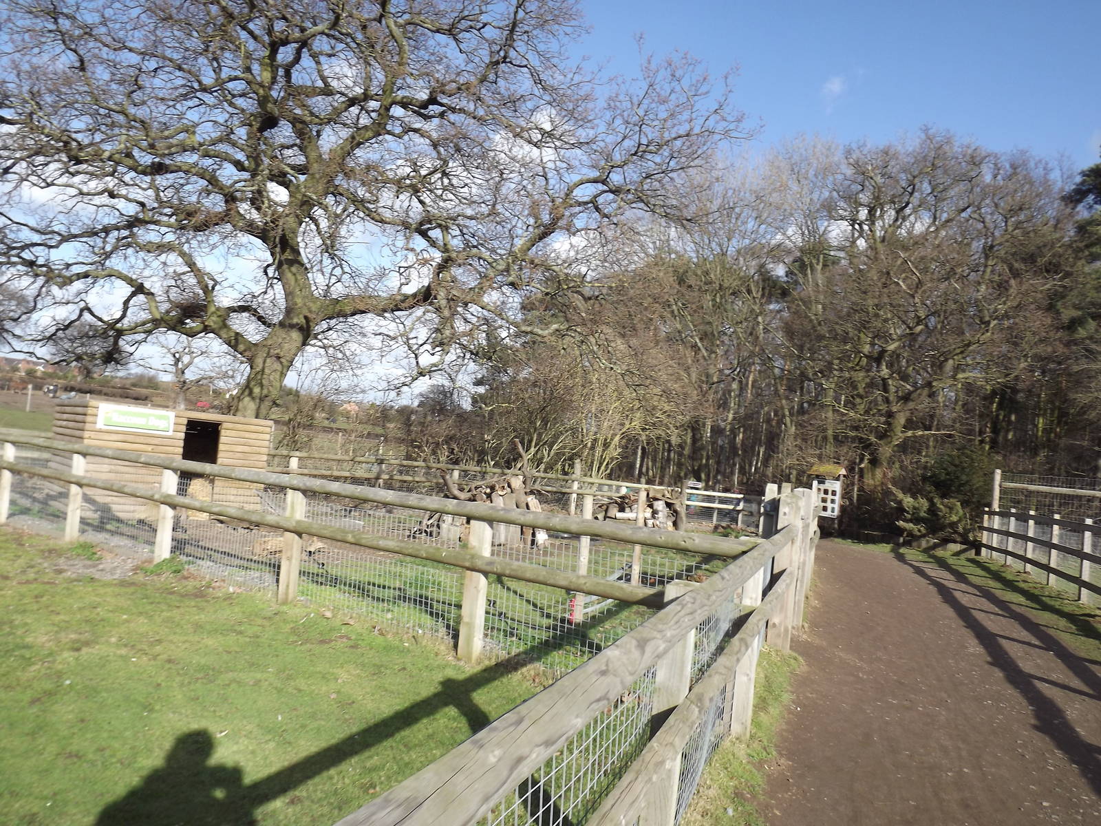Raccoon Dog exhibit at Yorkshire Wildlife Park 18/02/12