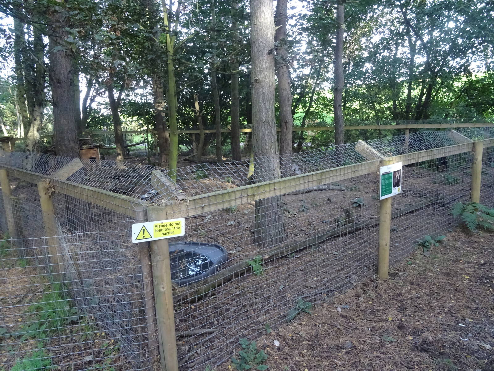 Raccoon Dog Exhibit at Yorkshire Wildlife Park