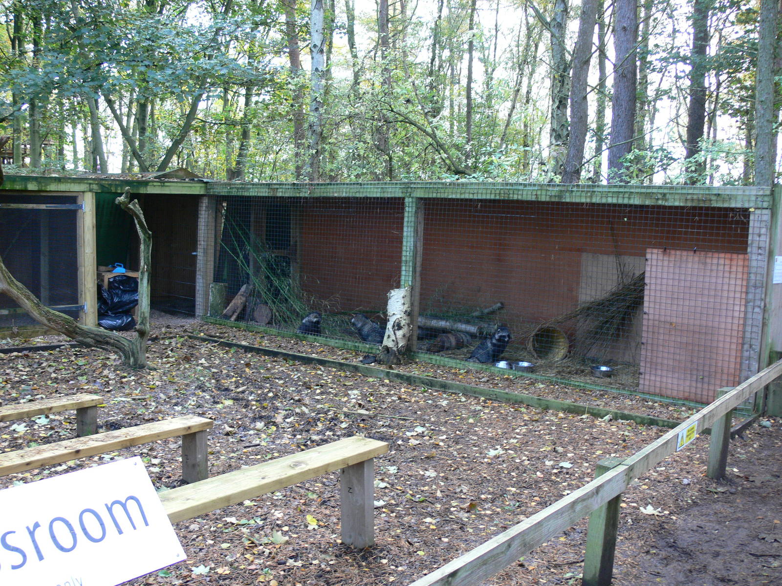Raccoon Dog exhibit at Yorkshire WP 01/11/12