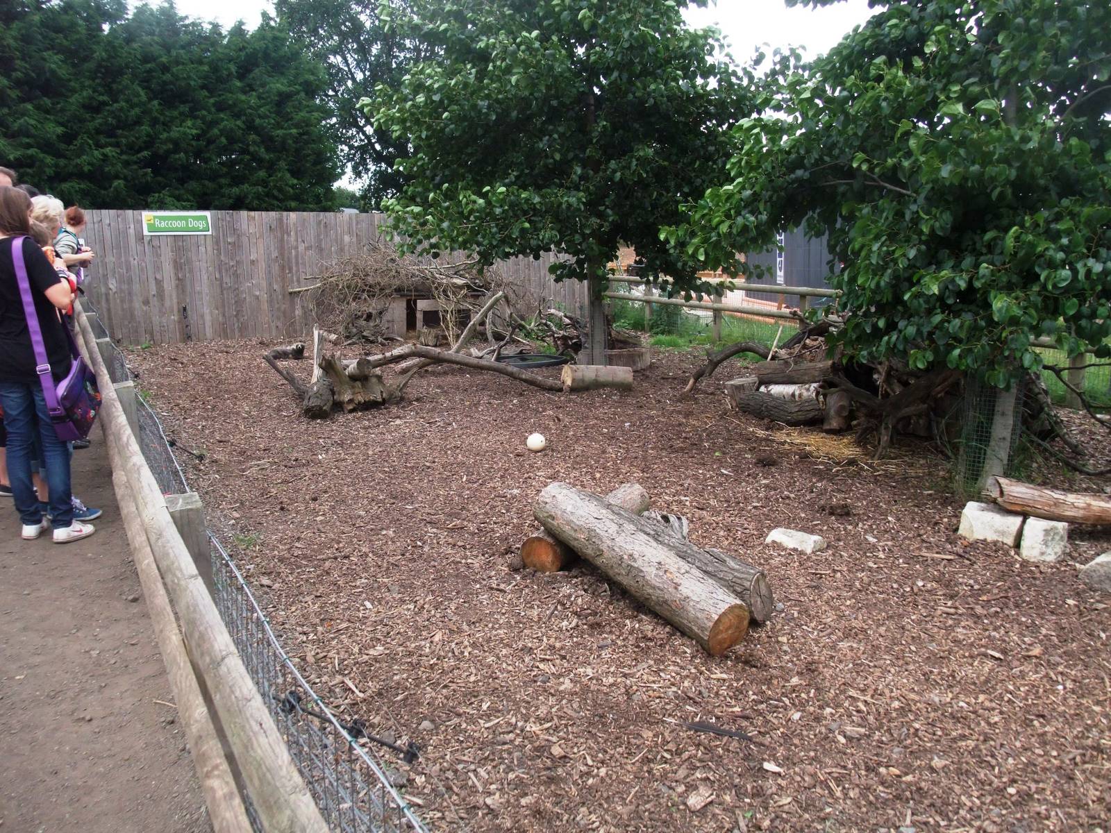 Raccoon Dog Exhibit at Yorkshire WP, 05/08/12