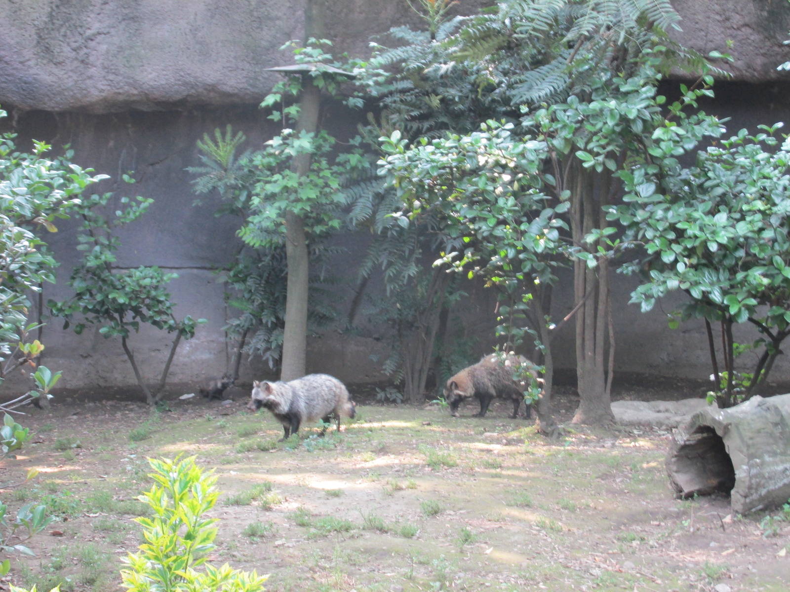 Raccoon Dog Exhibit Chapultepec Zoo