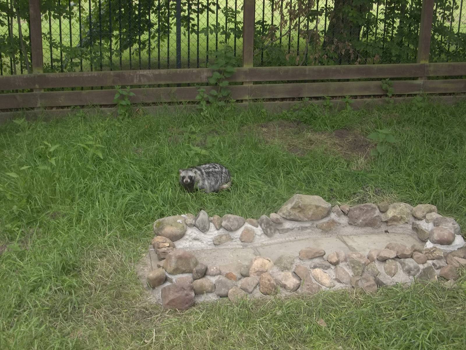 Raccoon Dog exhibit opened, 19th June 2015