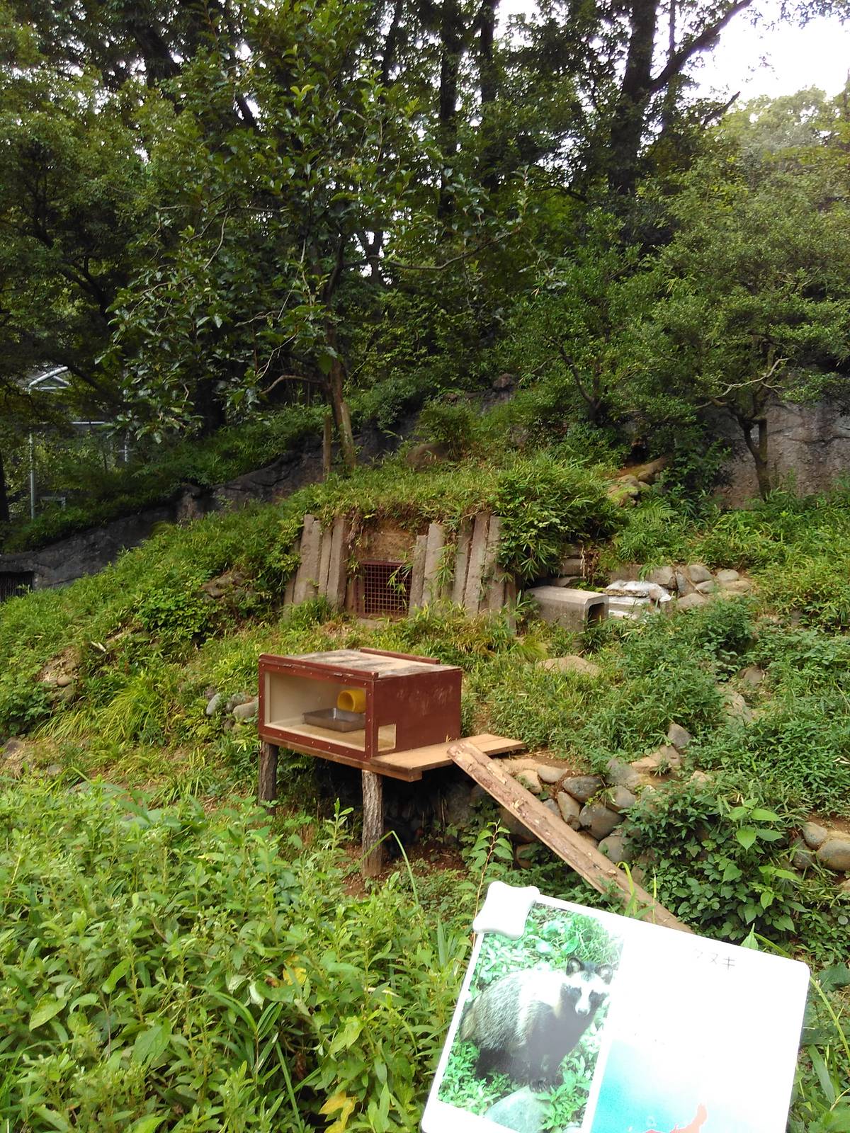 Raccoon dog exhibit