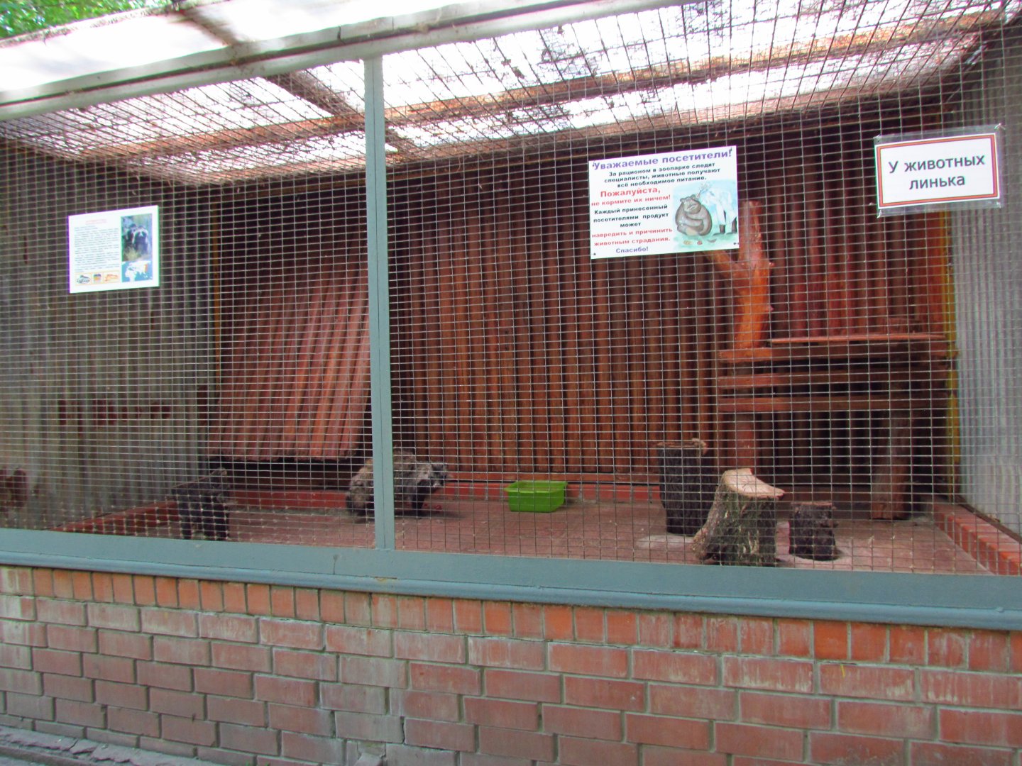 Raccoon dog exhibit