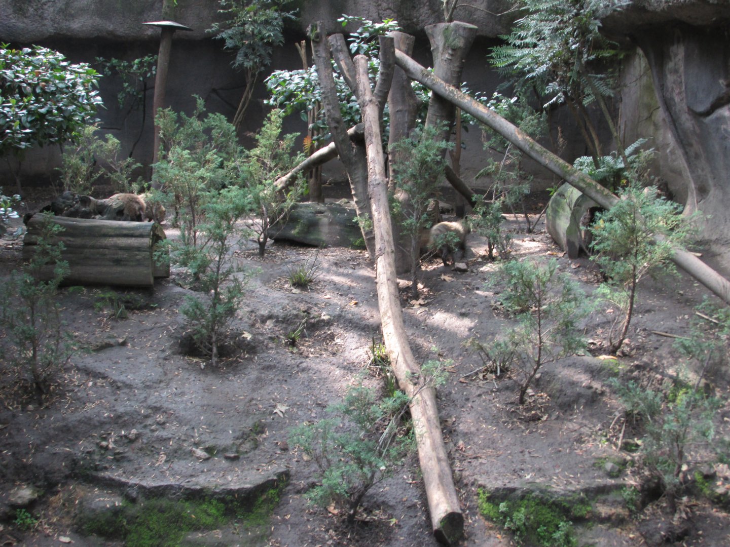 raccoon dog exhibit