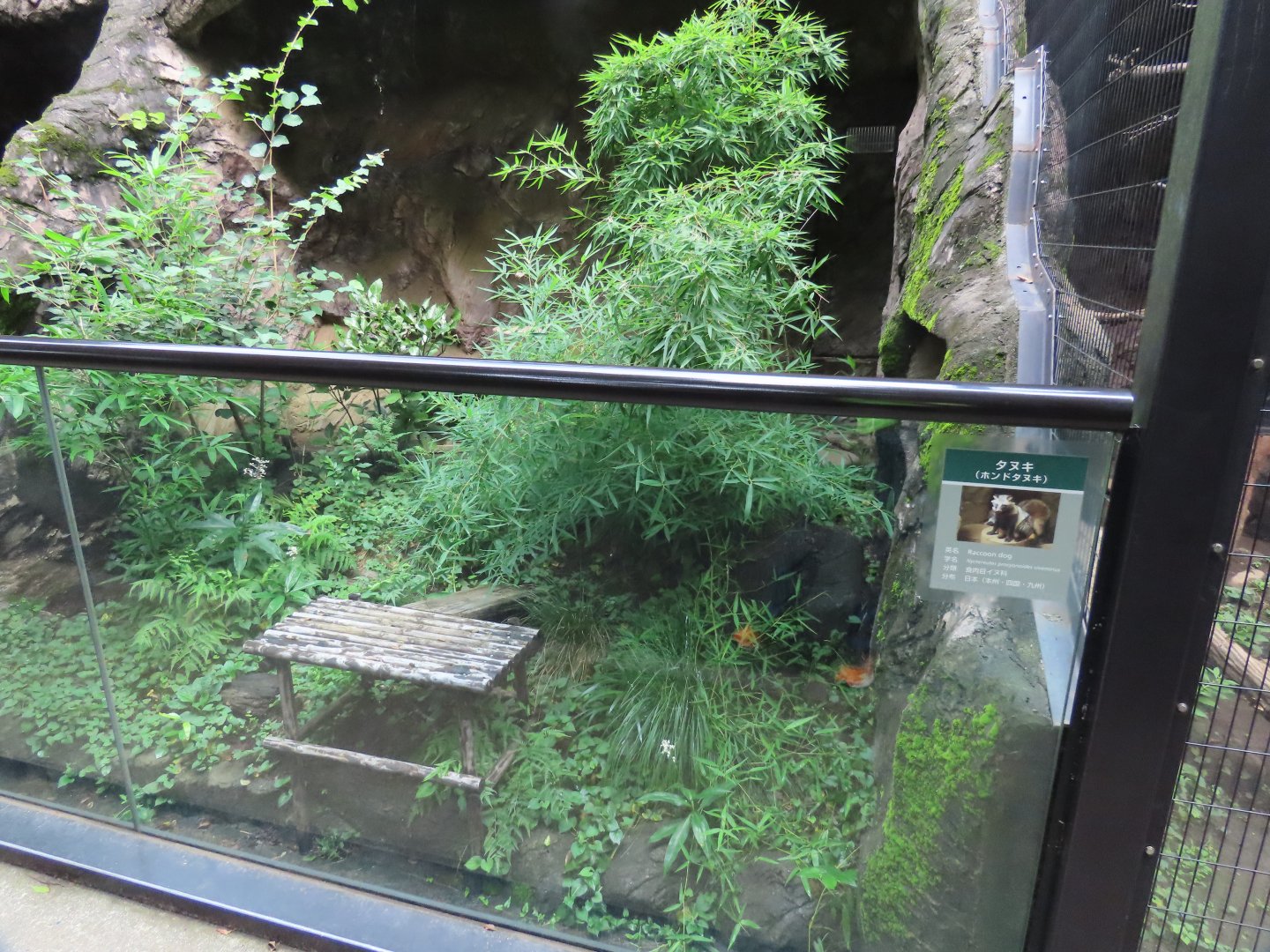 Raccoon Dog exhibit