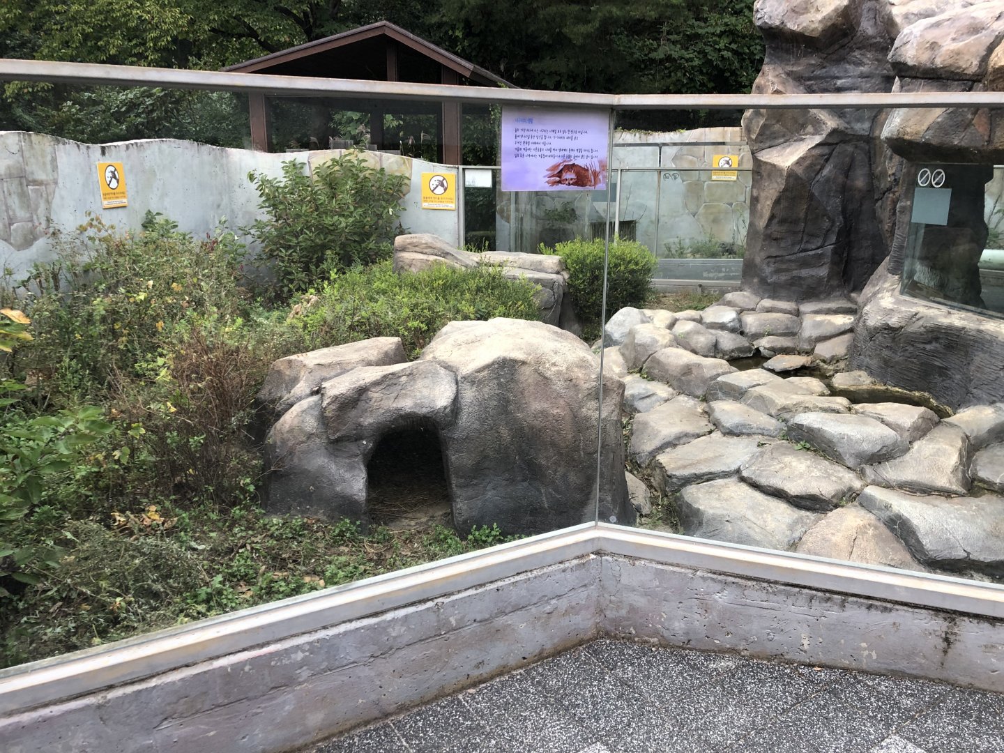 Raccoon Dog Exhibit
