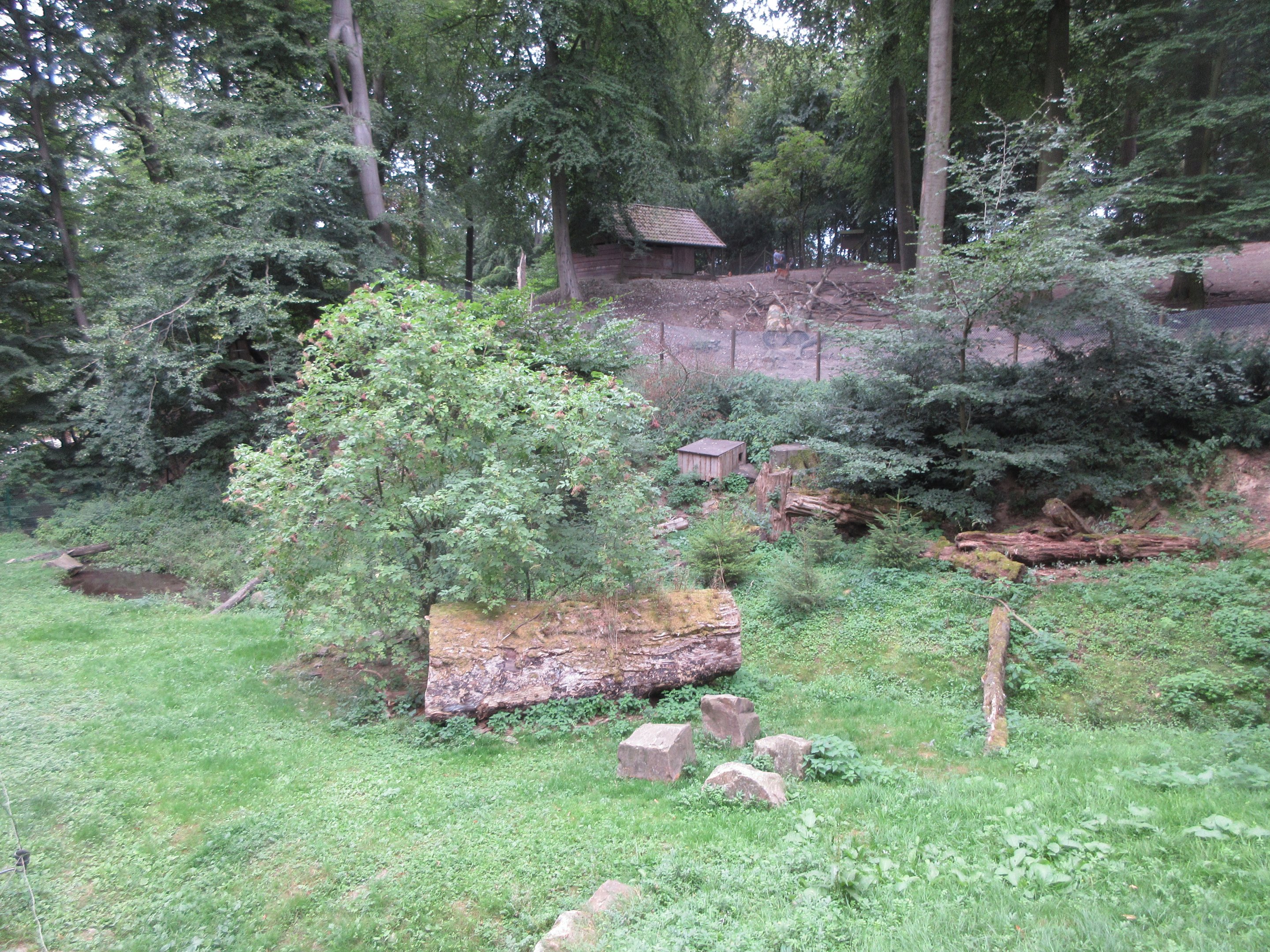 Raccoon Dog Exhibit