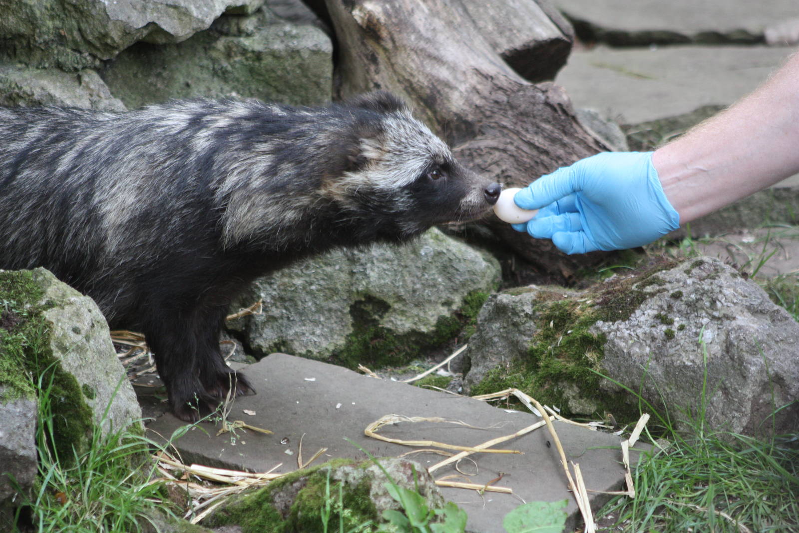Raccoon Dog feeding, 16th August 2014