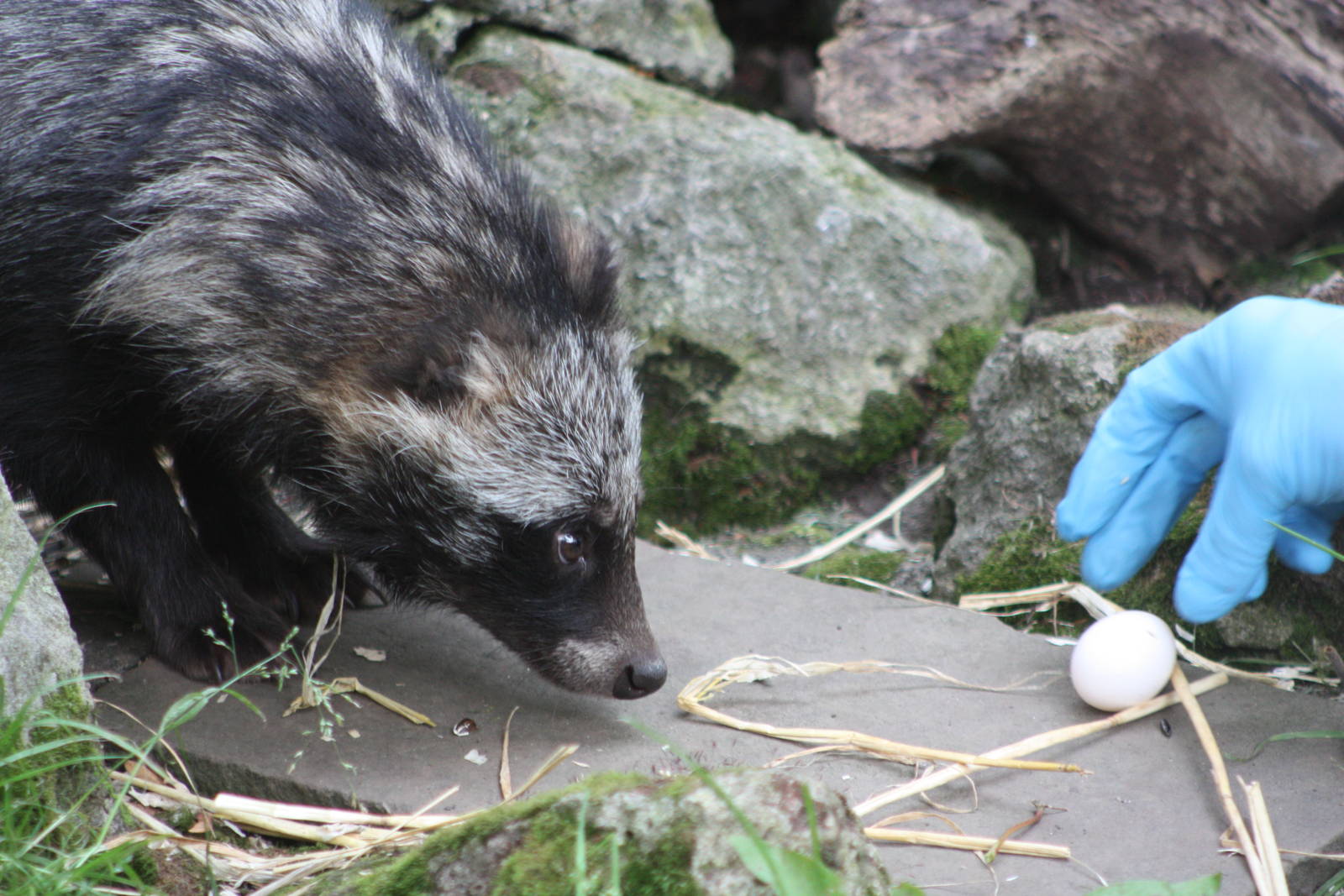 Raccoon Dog feeding, 16th August 2014
