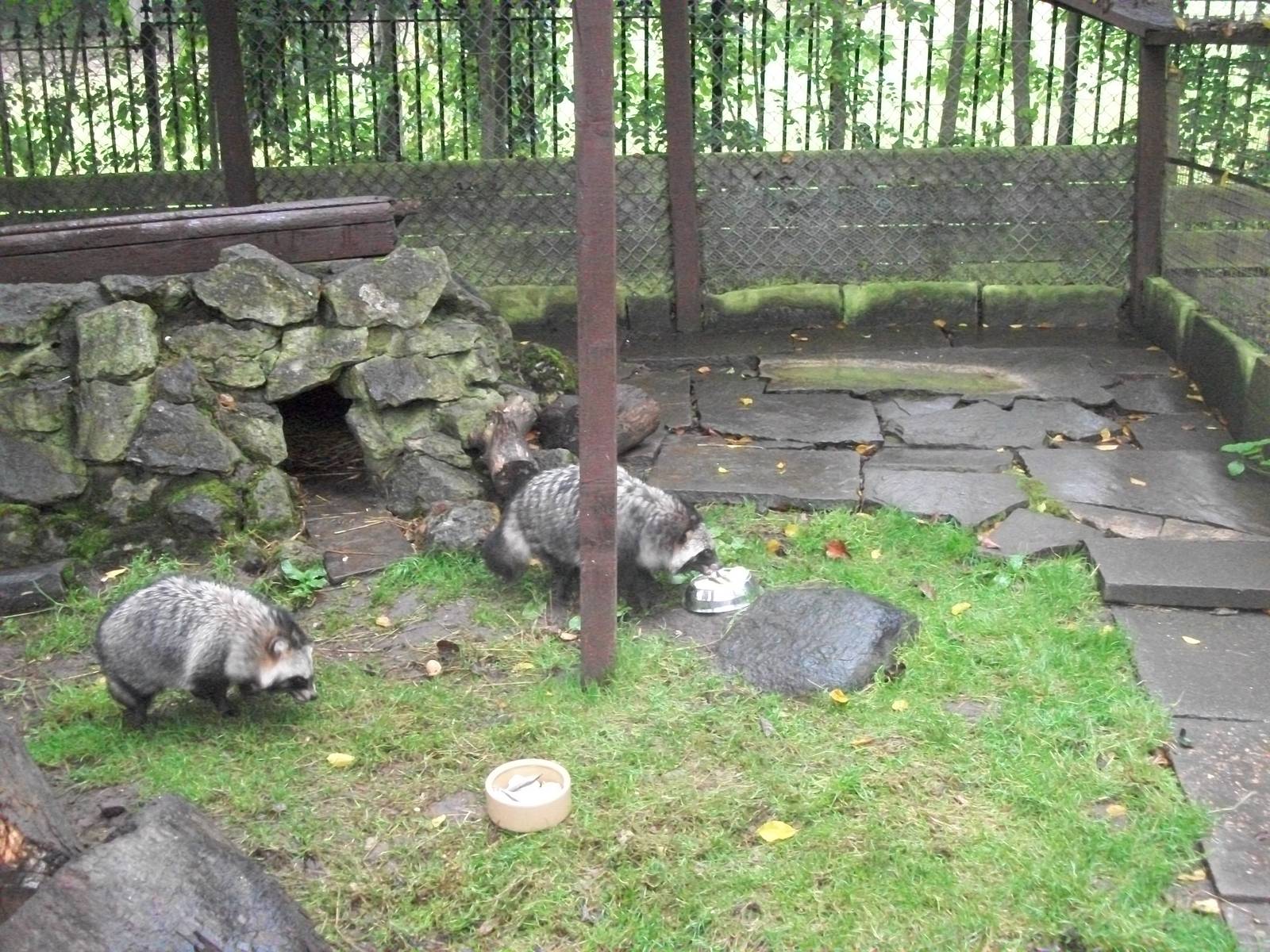 Raccoon Dog feeding time, 20th September 2014