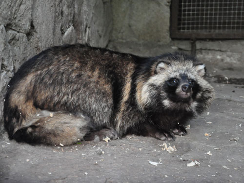 Raccoon dog in Kishinev Zoo