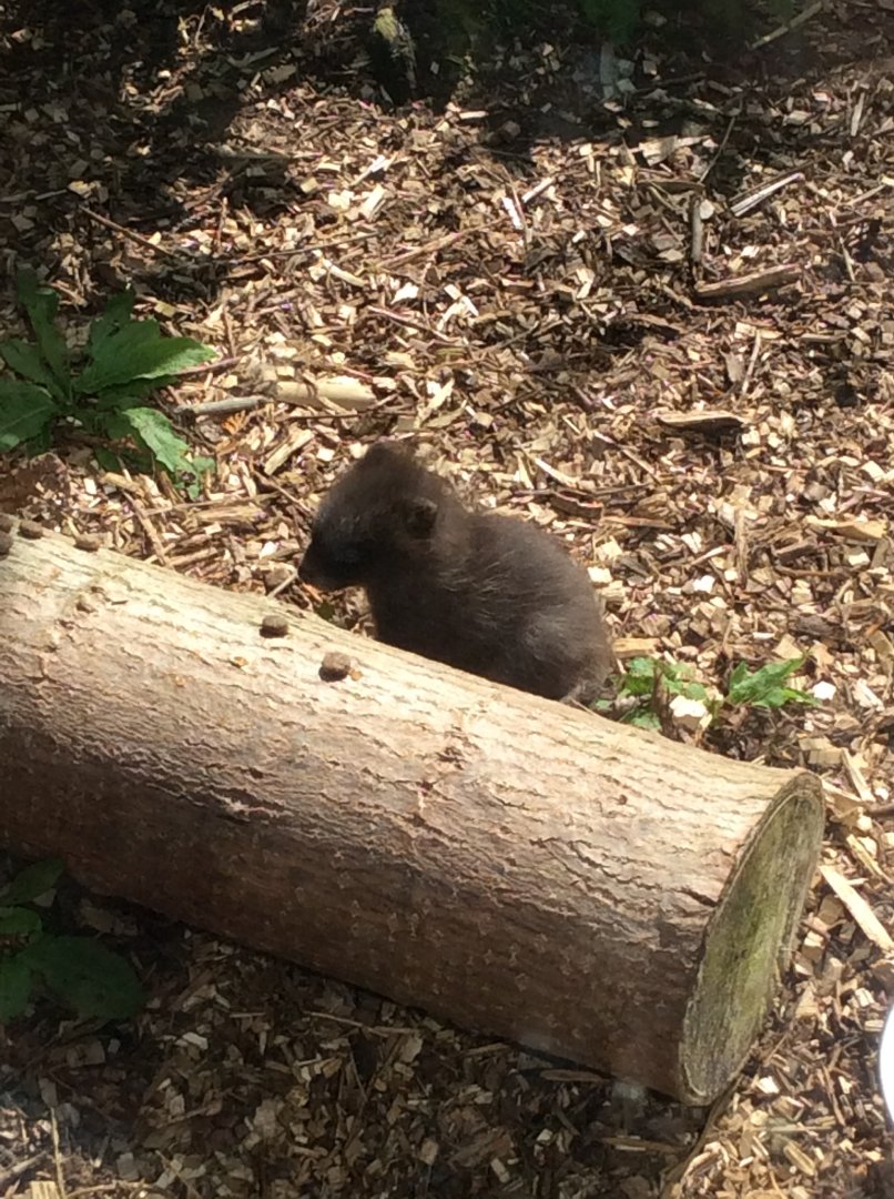 Raccoon dog juvenile 270517