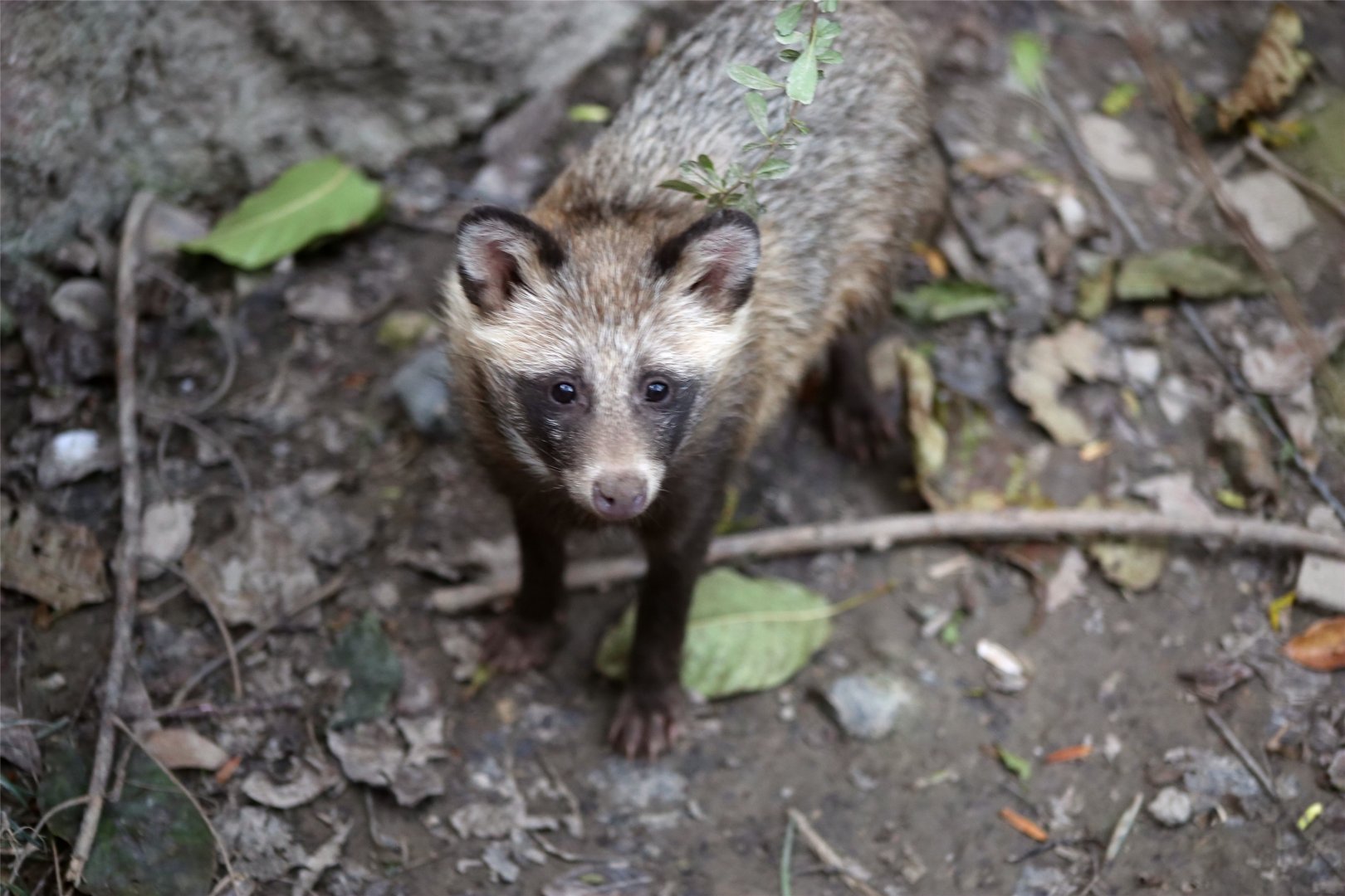 Raccoon Dog ("local" type)
