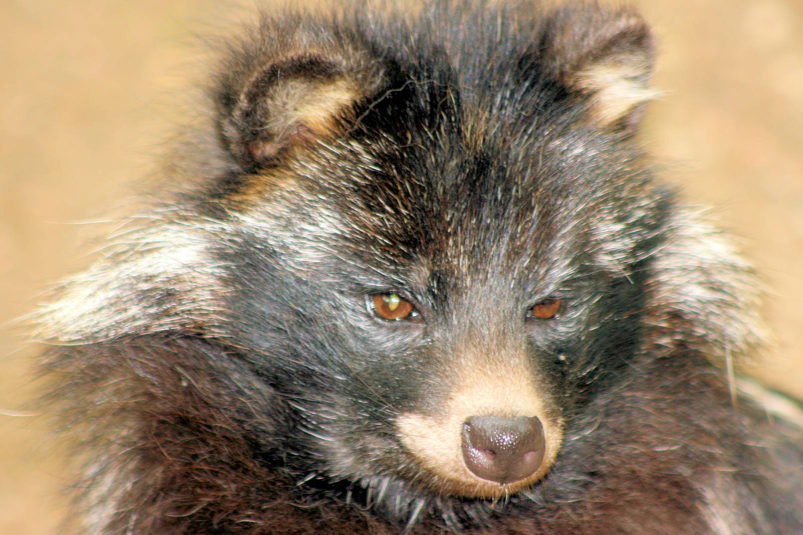 Raccoon dog; Neumunster; 24th June 2013