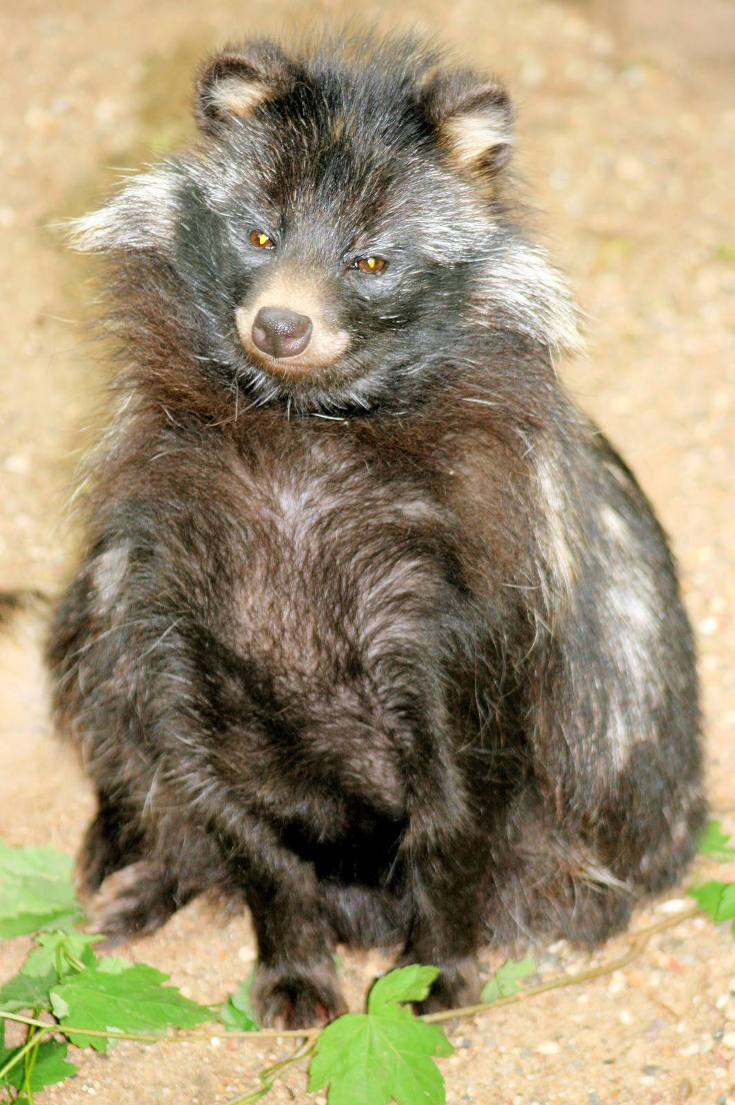 Raccoon dog; Neumunster; 24th June 2013