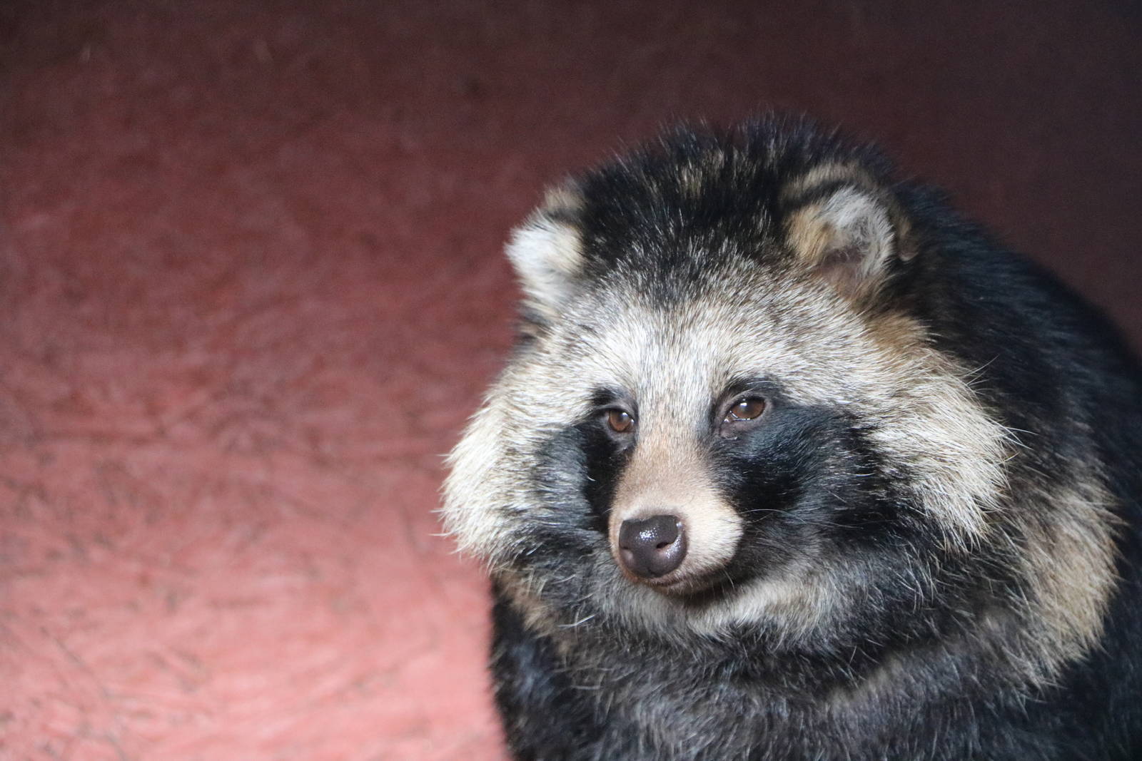 Raccoon dog, November 2015