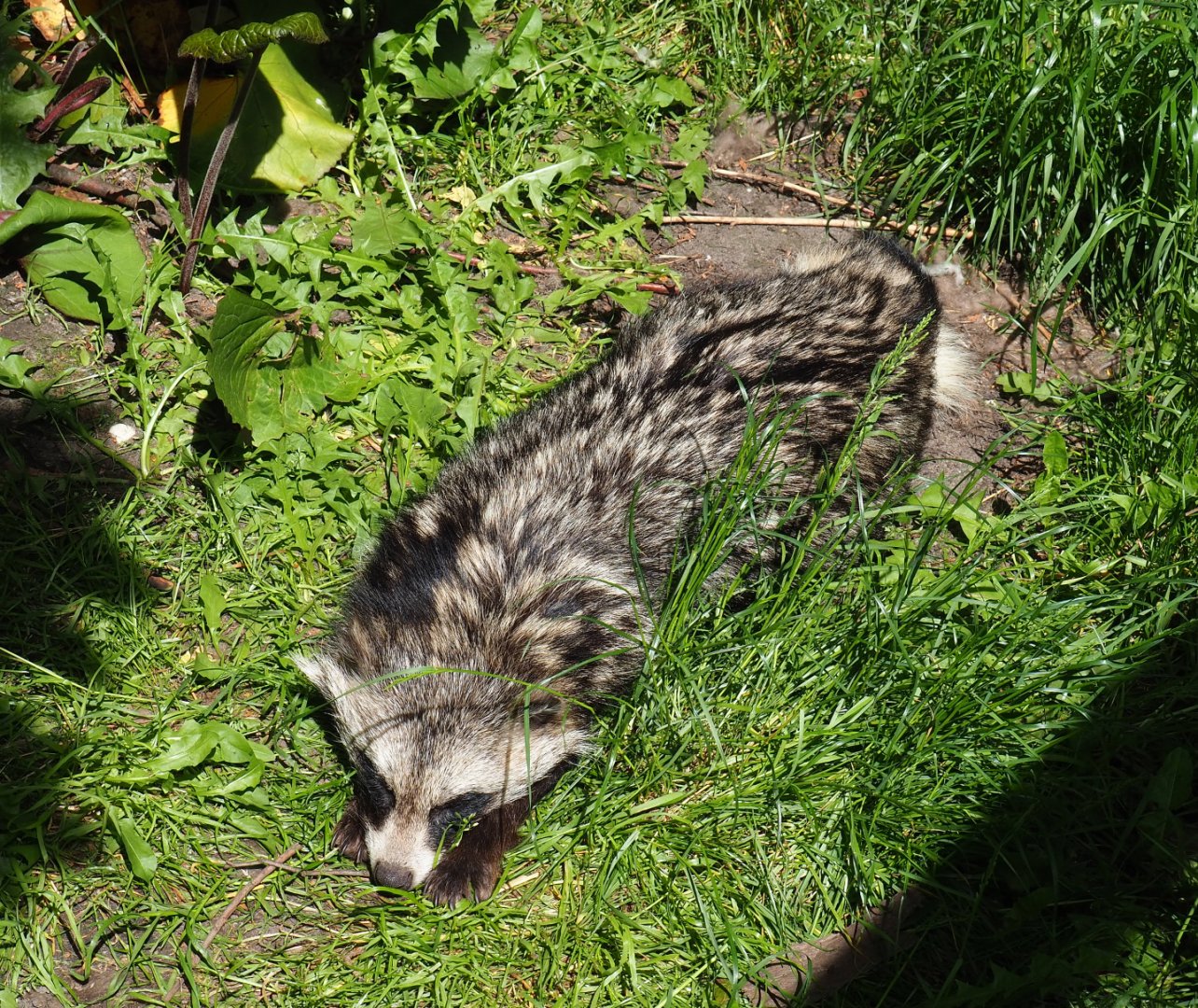 Raccoon dog (Nyctereutes procyonoides), 2019-06-01
