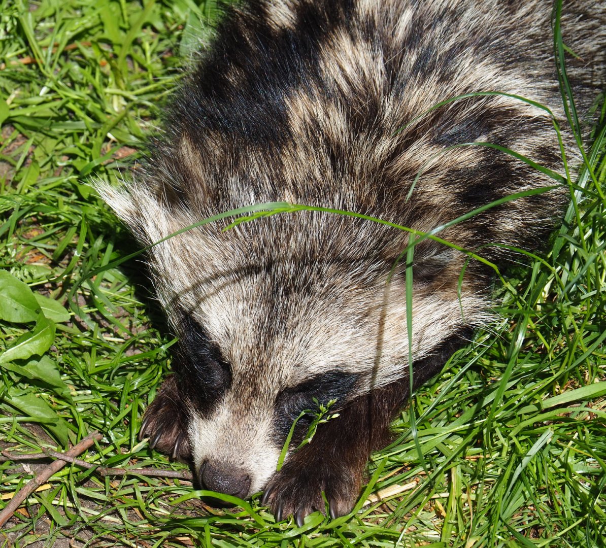 Raccoon dog (Nyctereutes procyonoides), 2019-06-01