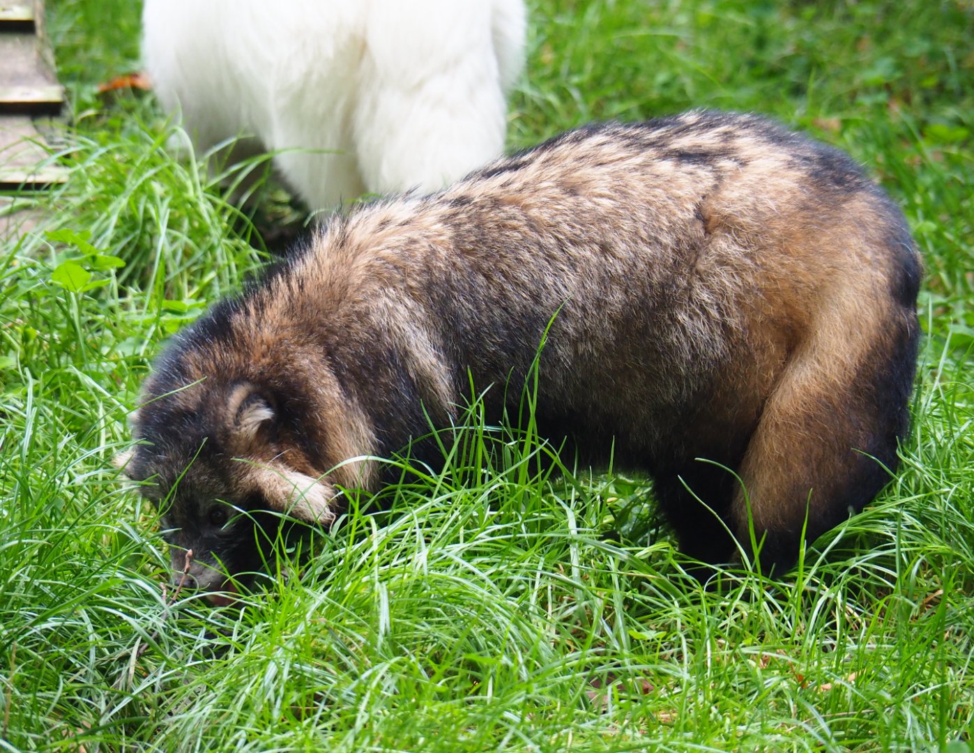 Raccoon dog (Nyctereutes procyonoides), 2019-10-05