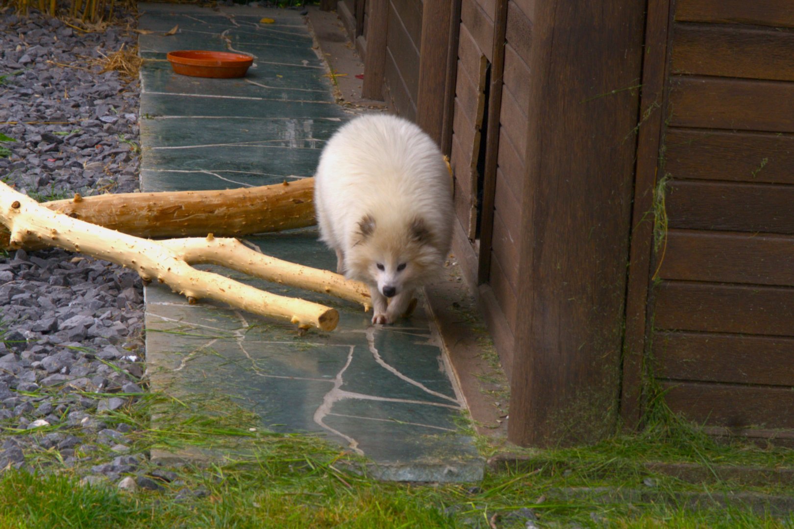 Raccoon Dog (Nyctereutes procyonoides), 25-04-25