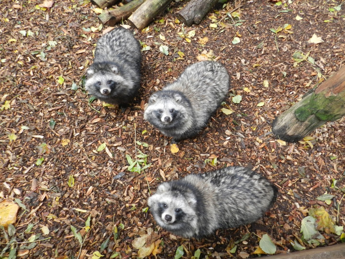 Raccoon Dog (Nyctereutes procyonoides) at Ventura Wildlife Park, England