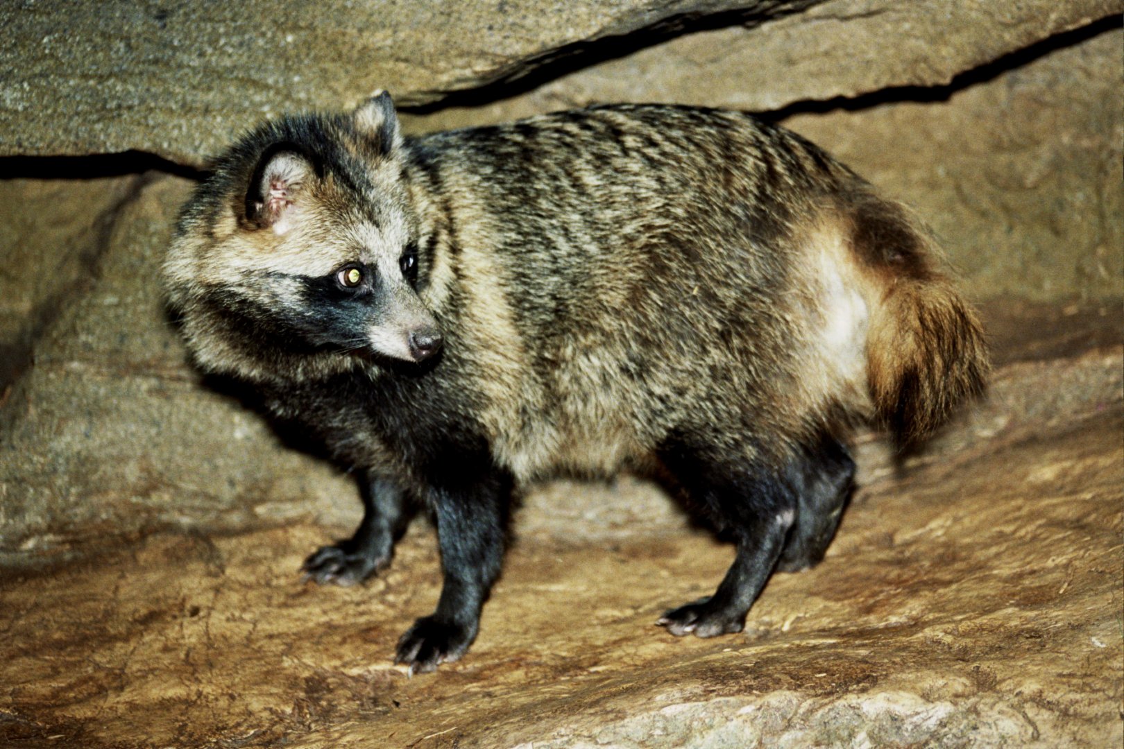 raccoon dog (Nyctereutes procyonoides) scanned from 2006