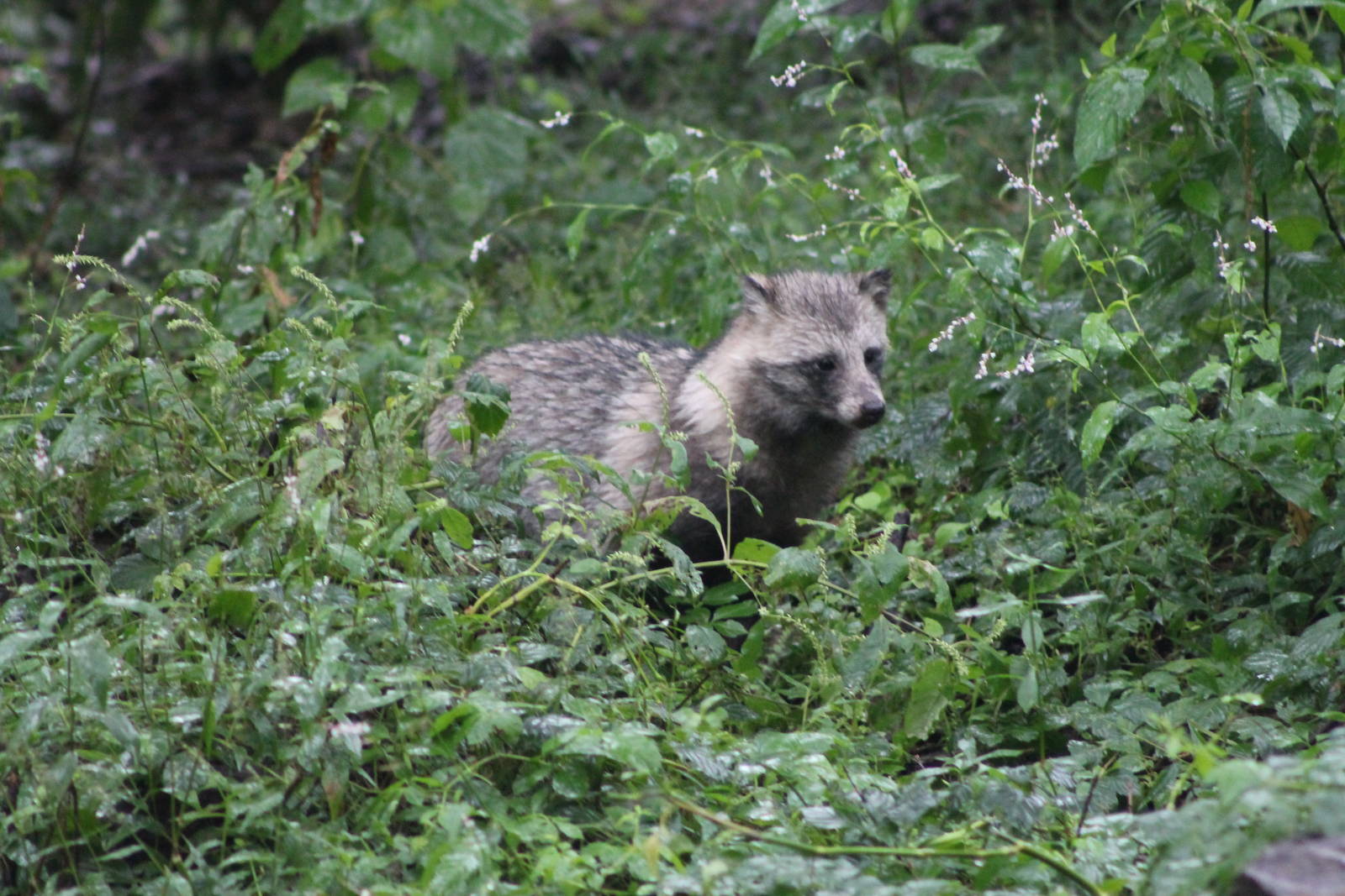 raccoon dog (Nyctereutes procyonoides)