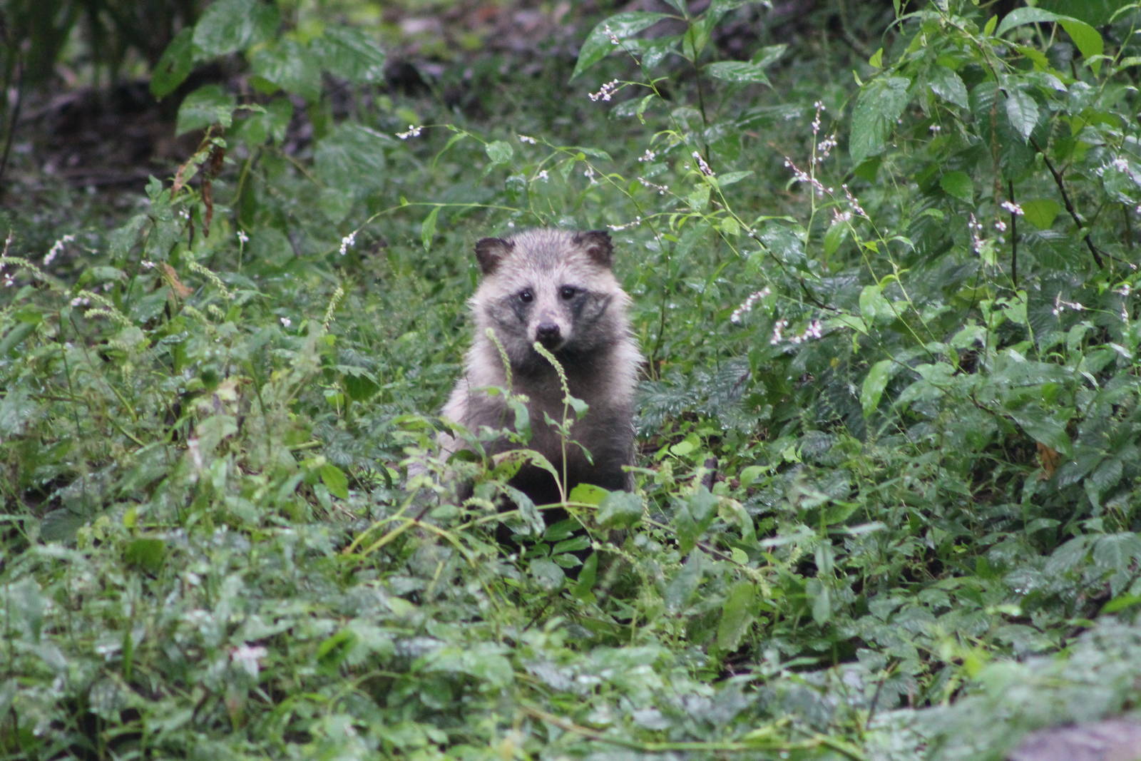 raccoon dog (Nyctereutes procyonoides)
