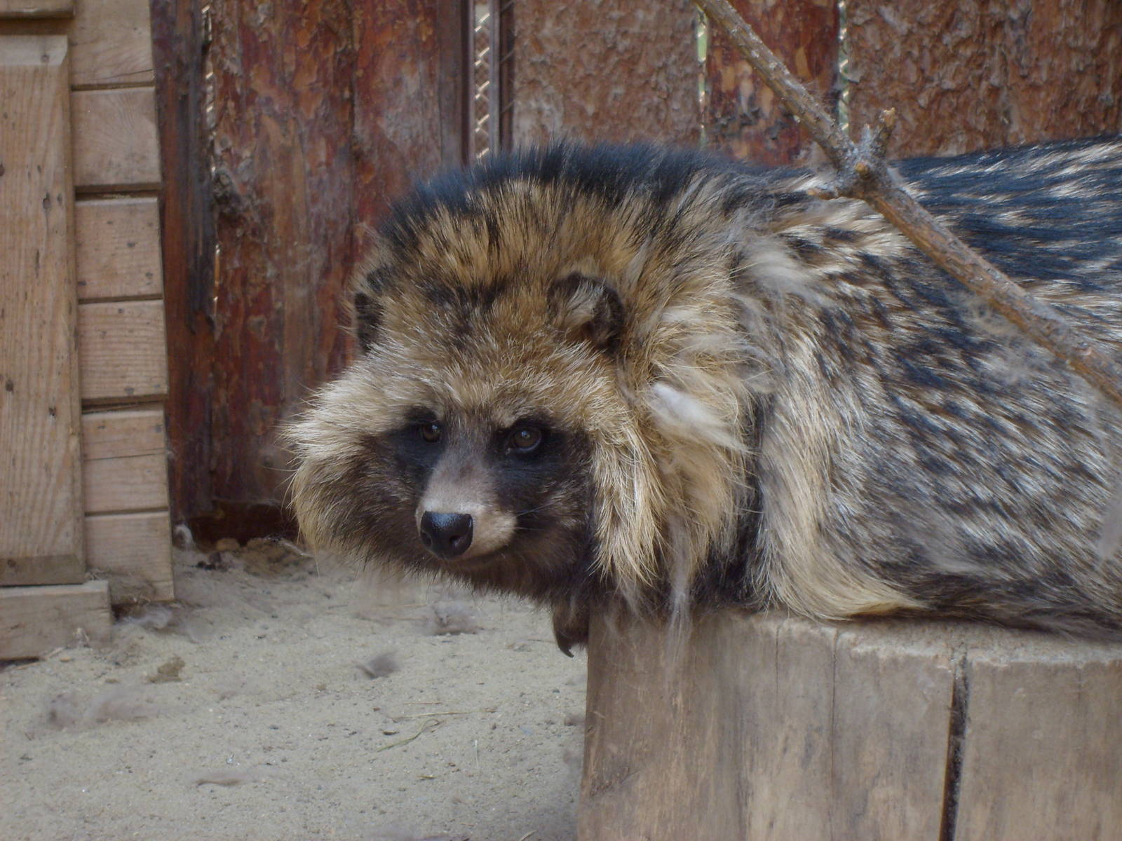 Raccoon dog /Nyctereutes procyonoides