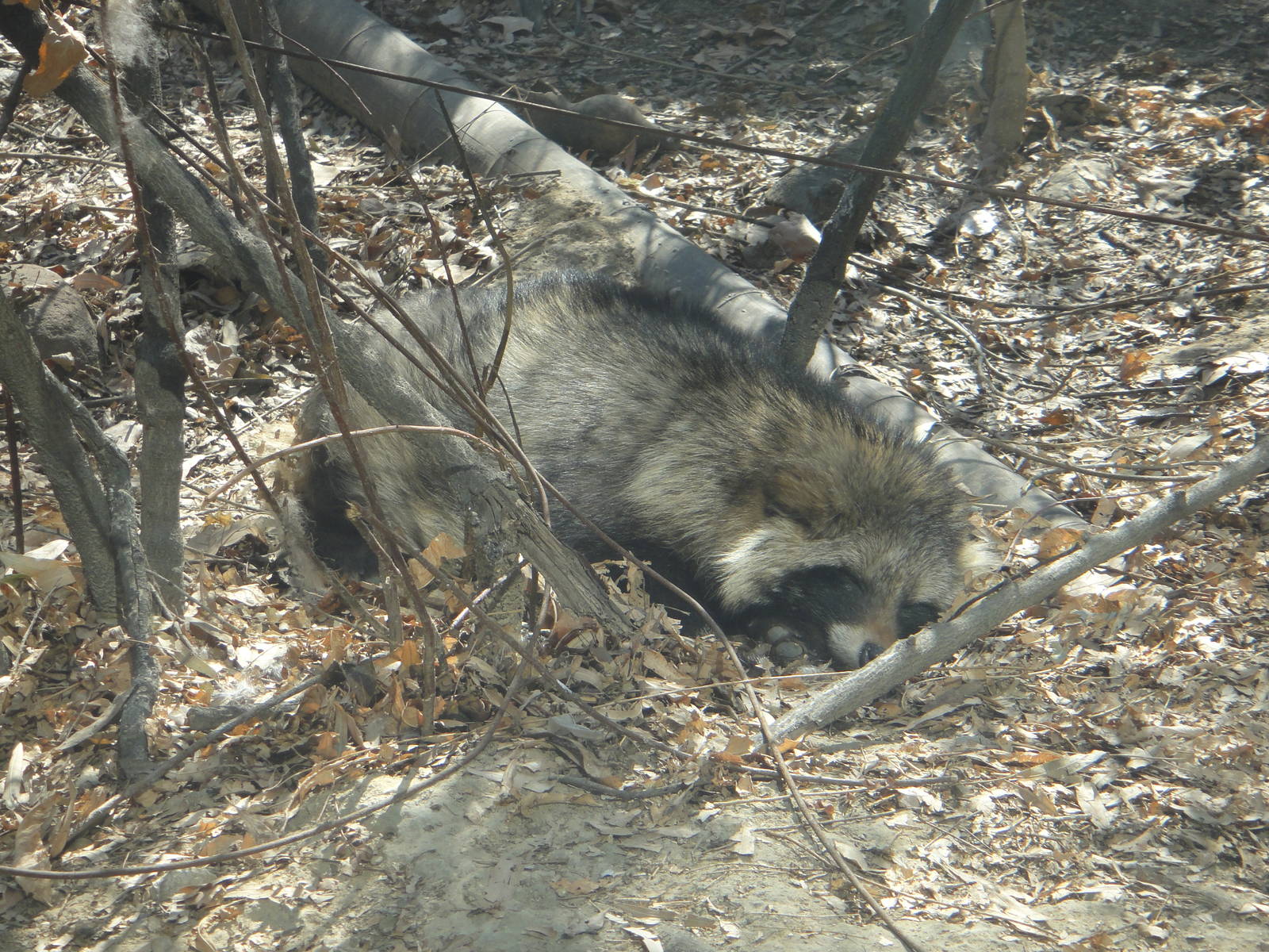 Raccoon dog (Nyctereutes procyonoides)
