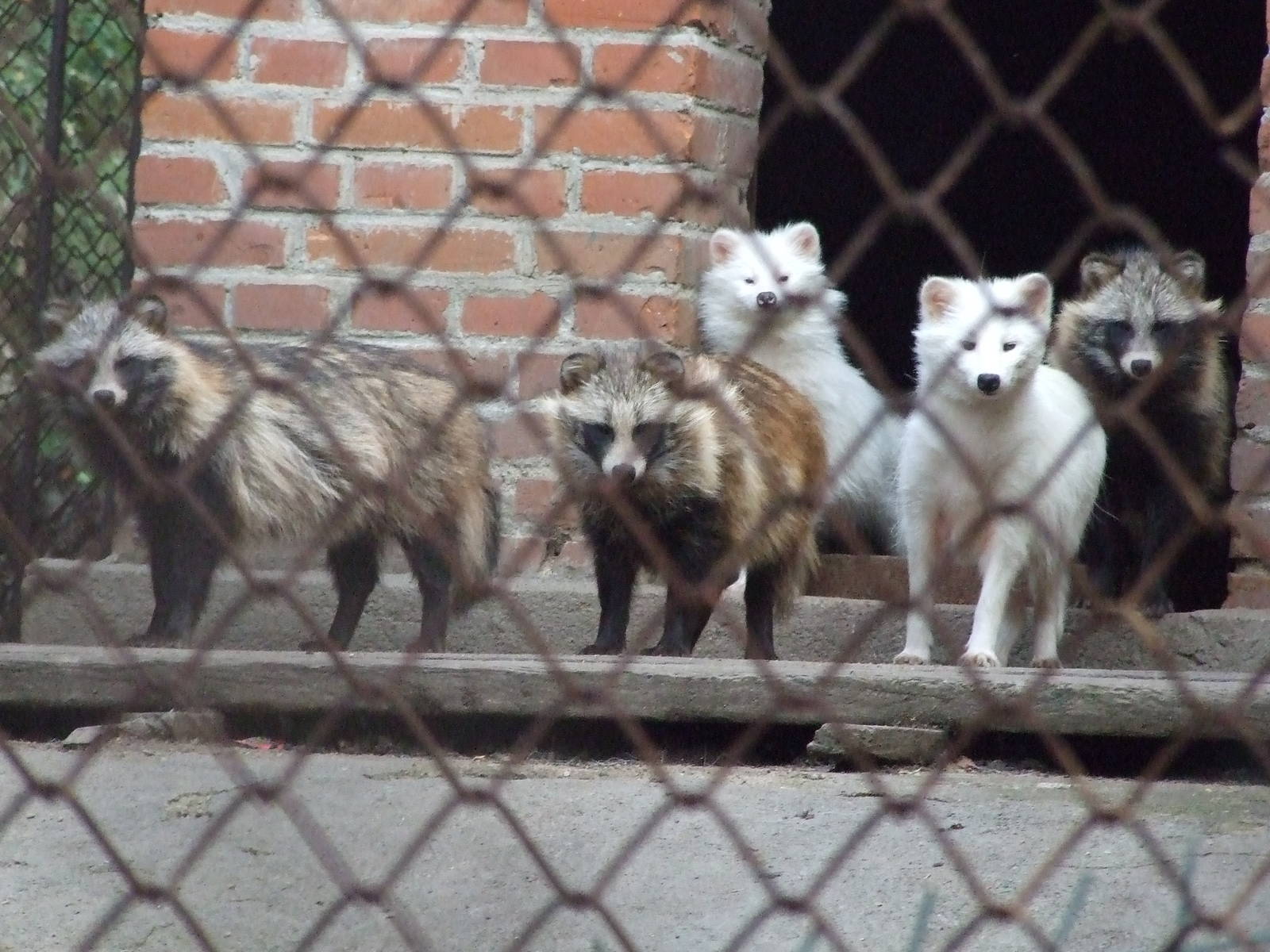 Raccoon dog (Nyctereutes procyonoides)