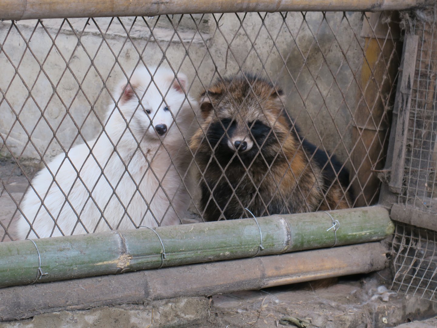 raccoon dog (Nyctereutes procyonoides)
