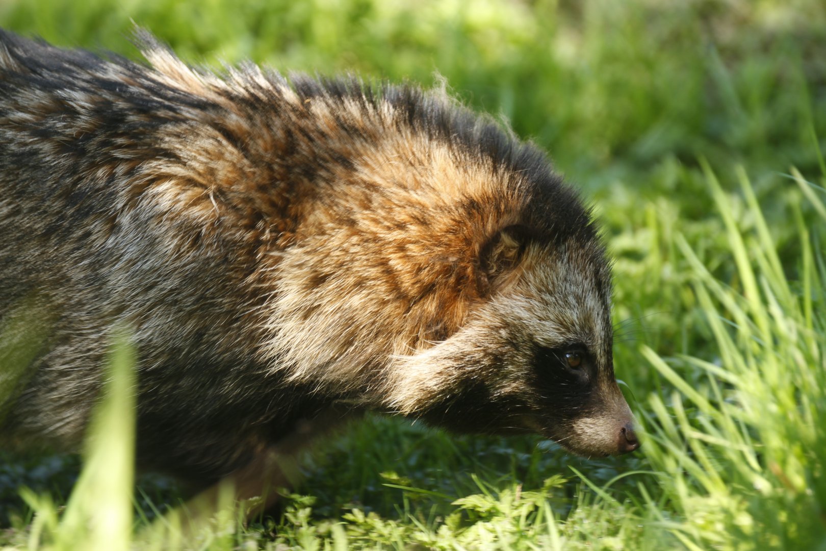 Raccoon dog (Nyctereutes procyonoides)