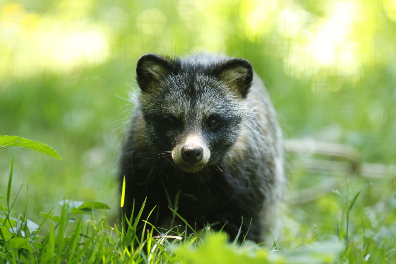 Raccoon dog  (Nyctereutes procyonoides)