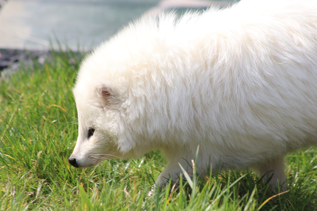 Raccoon Dog (Nyctereutes procyonoides)