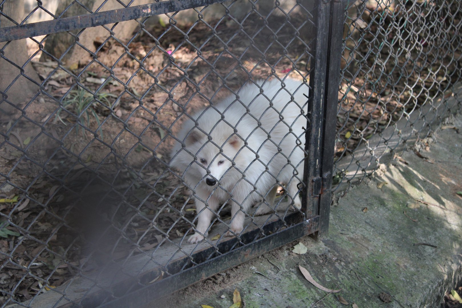 Raccoon Dog (Nyctereutes procyonoides)