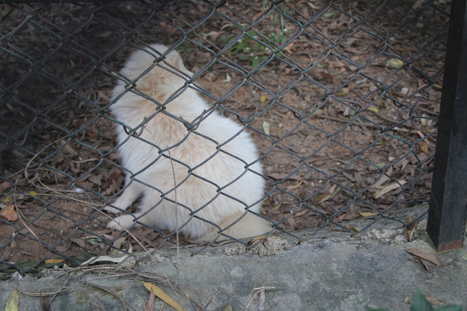 Raccoon Dog (Nyctereutes procyonoides)