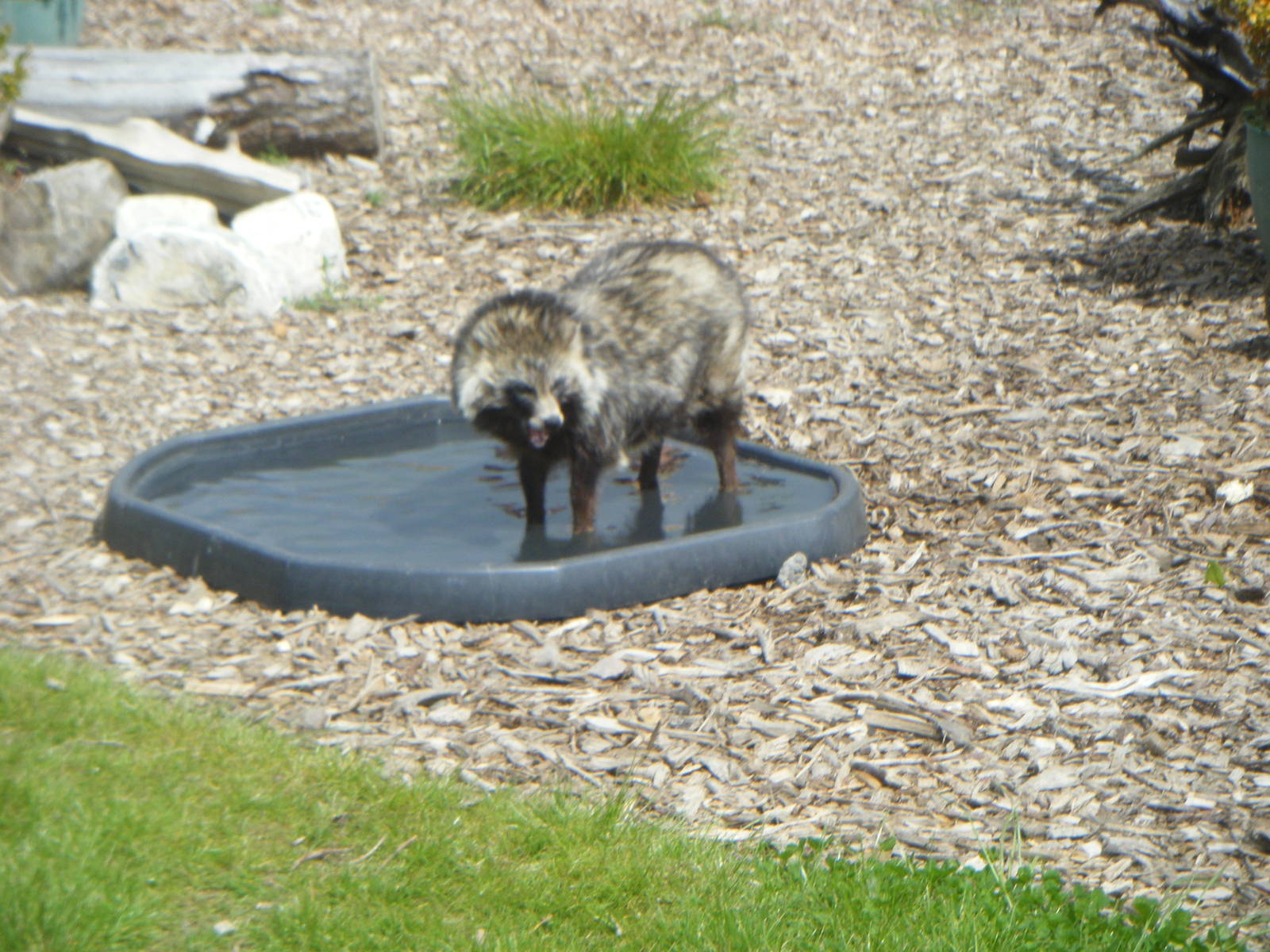 Raccoon Dog paddling