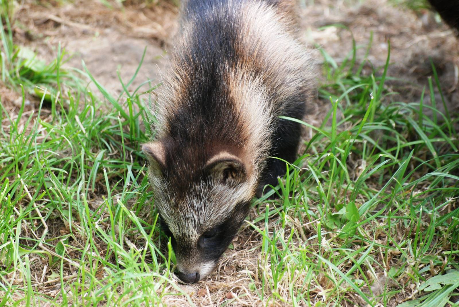Raccoon Dog Pup at Dierenrijk, 31/05/12