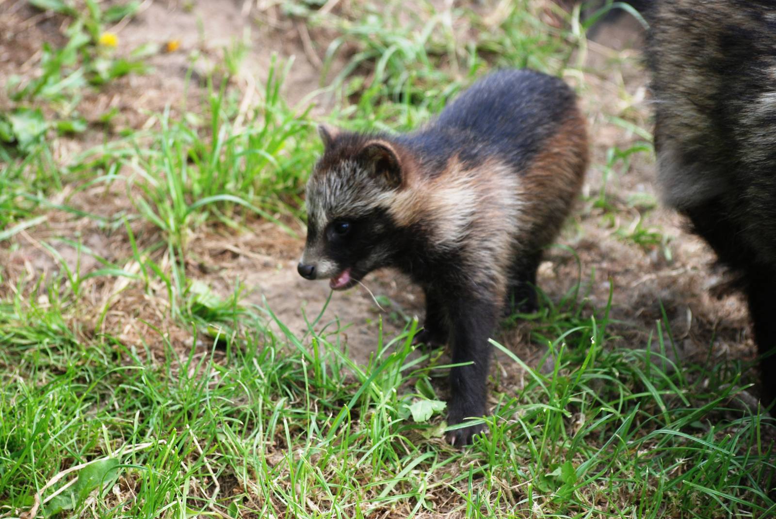 Raccoon Dog Pup at Dierenrijk, 31/05/12