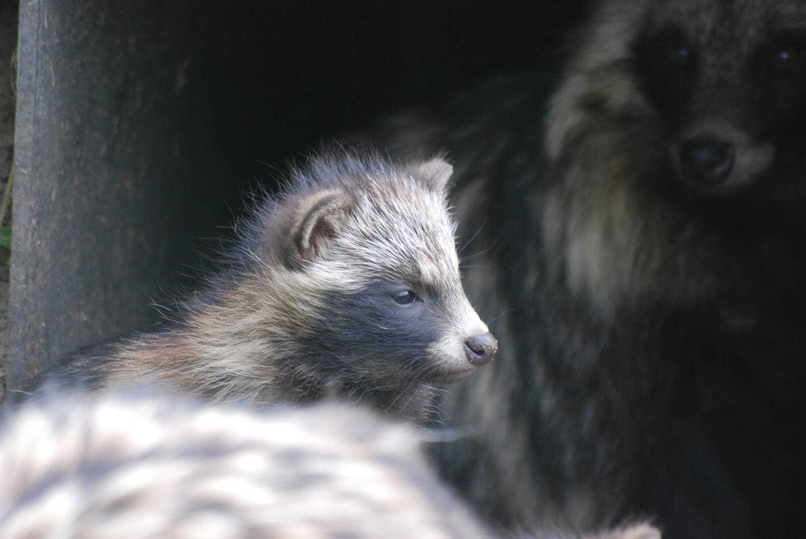 Raccoon Dog Pup at Dierenrijk, 31/05/12