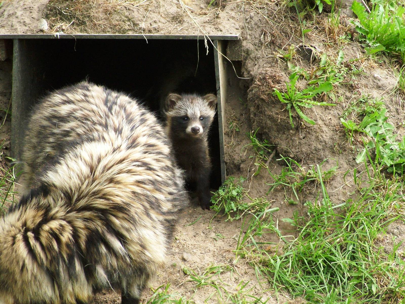 Raccoon Dog Pup at Dierenrijk, 31/05/12