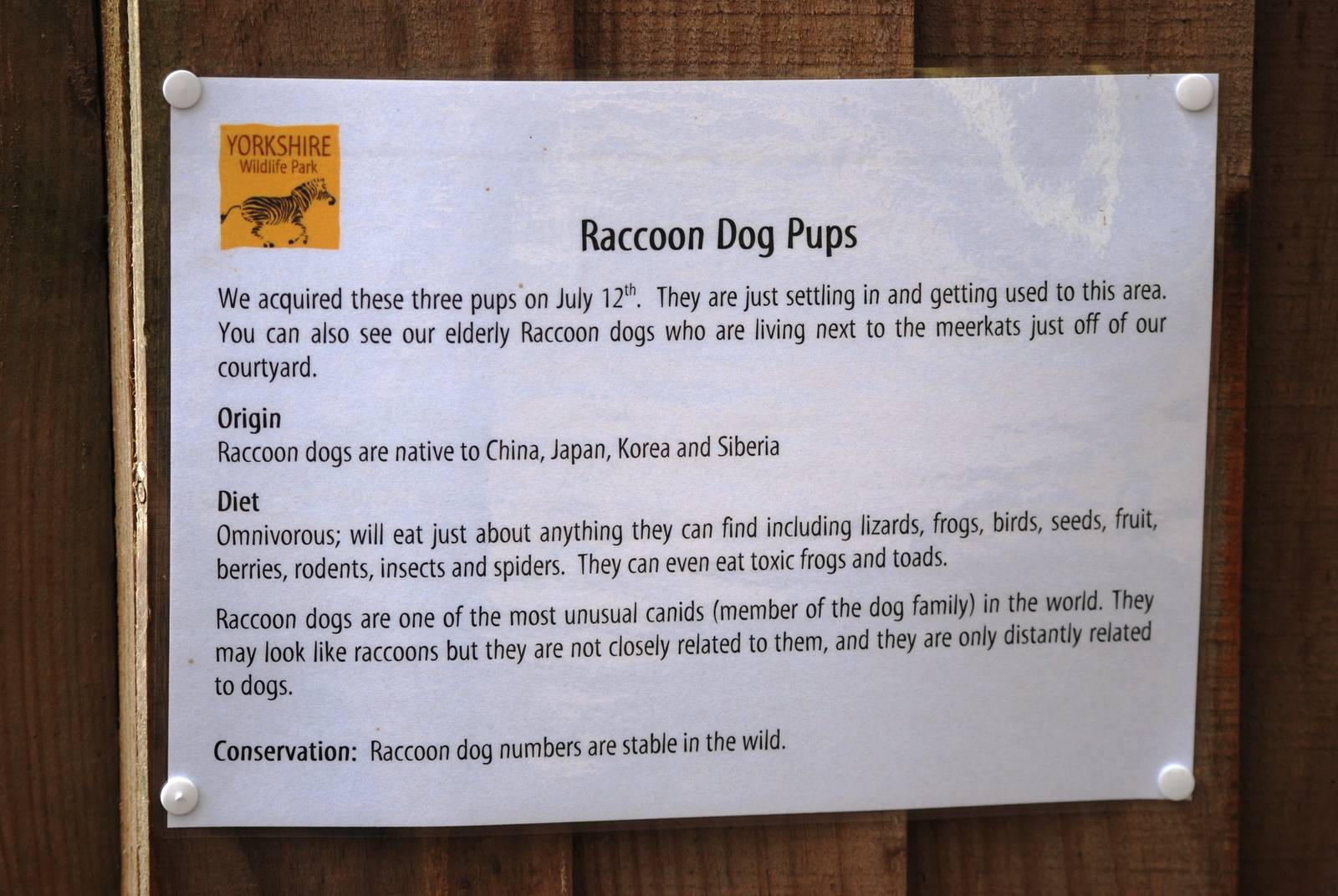 Raccoon Dog Pup Signage at Yorkshire WP, 05/08/12